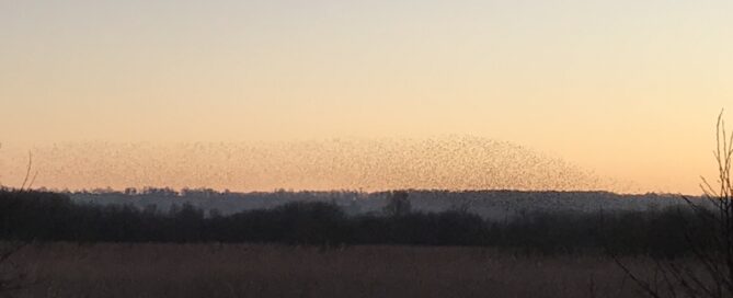 Starling Murmurations