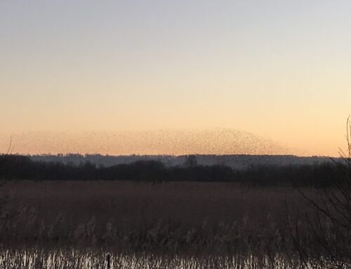 Starling Murmurations